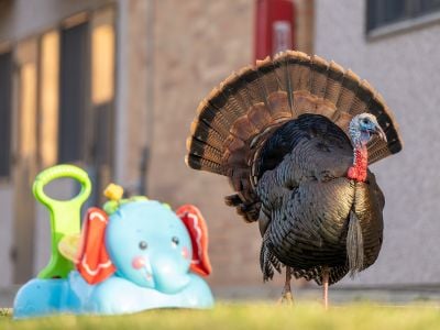 Over the last few decades, wild turkeys have moved into cities, where they thrive thanks to few predators, abundant food and plenty of space to roam and roost.