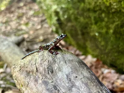 A Hickory Nut Gorge green salamander rests on a log.