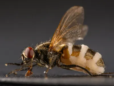 The white substance on this fly is a fungus called&nbsp;Entomophthora muscae.