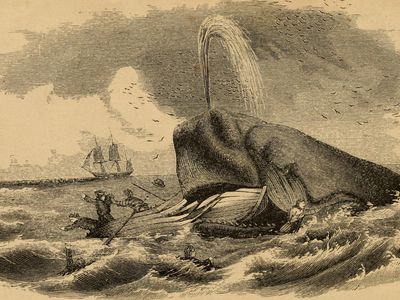 A whale attacks a boat in Frank Goodrich&#39;s 1858 novel &quot;Man upon the sea&nbsp;: or, a history of maritime adventure, exploration, and discovery, from the earliest ages to the present time&quot;.