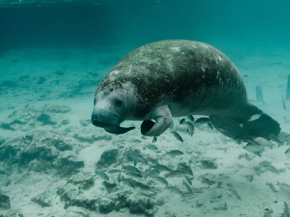 Manatee floating in water in underwater image