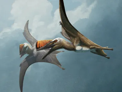 An illustration of two Skiphosoura bavarica in flight shows how the reptiles might have appeared in Jurassic skies.