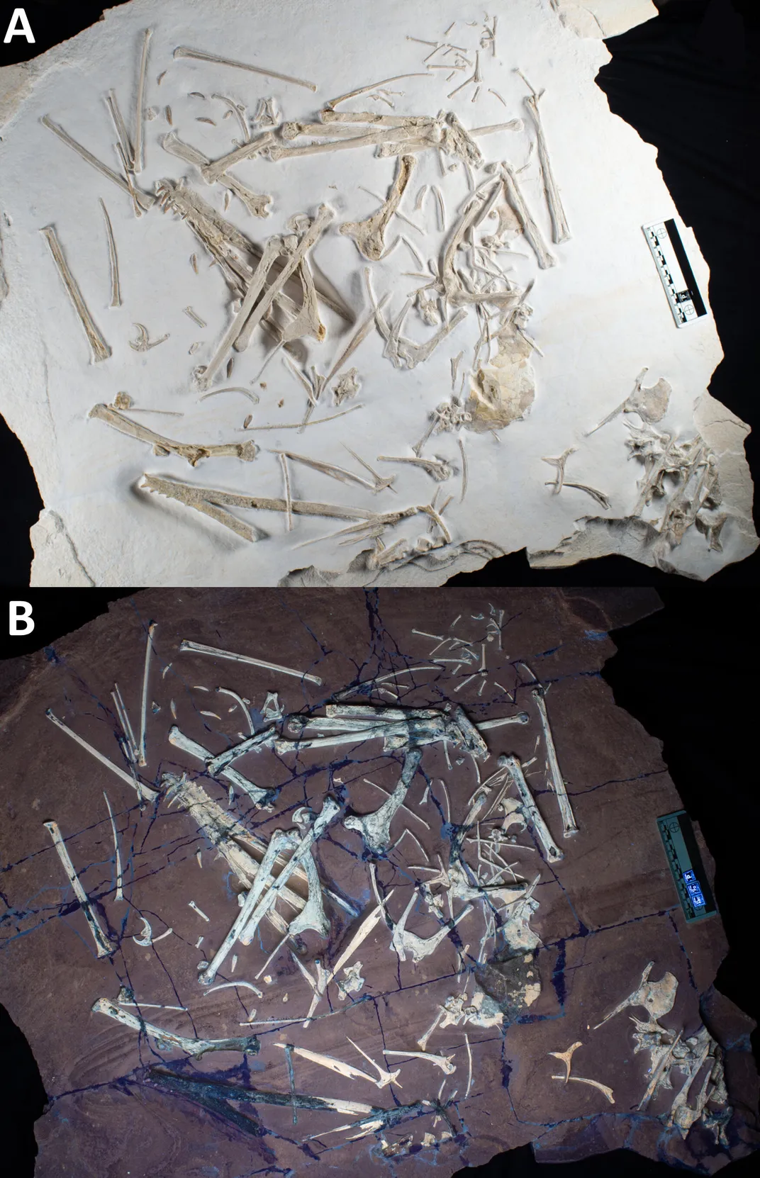 Photograph of the original specimen of Skiphosoura bavarica in natural and UV lighting