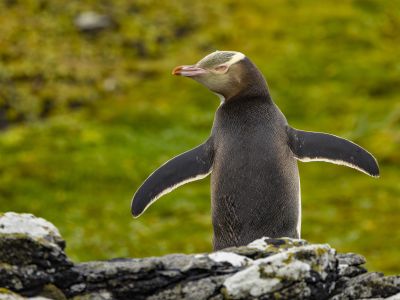 After female penguins lay eggs, parents take turns warming the nest during the roughly 43-day incubation period.