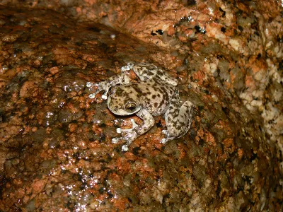 An armored mist frog warms itself on a wet rock. Once thought extinct, this species was rediscovered in locales where it has access to the sun&rsquo;s warmth, which can help frogs fight the often-deadly fungal infections.