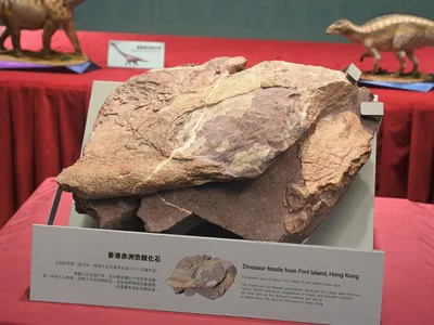 The first dinosaur fossils discovered in Hong Kong went on display last week.