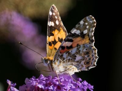 A painted lady perches on a flower.