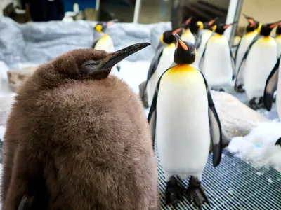 Pesto&#39;s fame took off after the aquarium threw him a gender reveal party earlier this month.