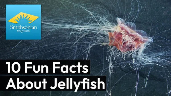 Preview thumbnail for 10 Fun Facts About Jellyfish