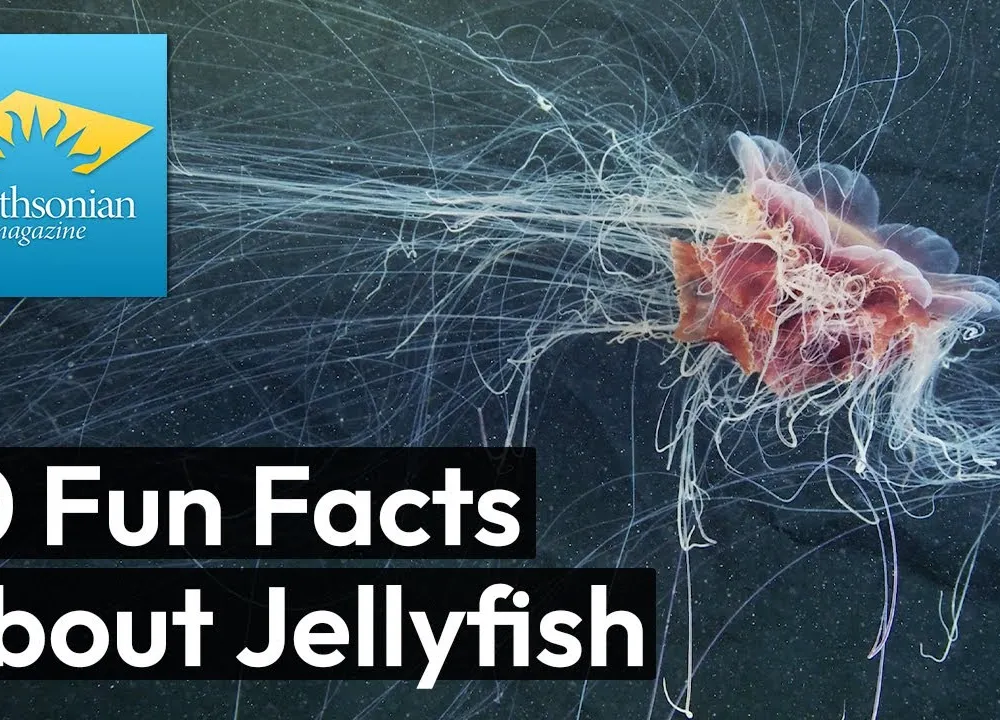 Preview thumbnail for video '10 Fun Facts About Jellyfish