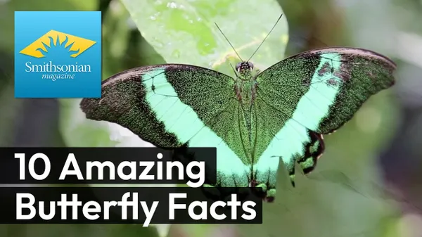 Preview thumbnail for 10 Enchanting Butterfly Facts Revealed!