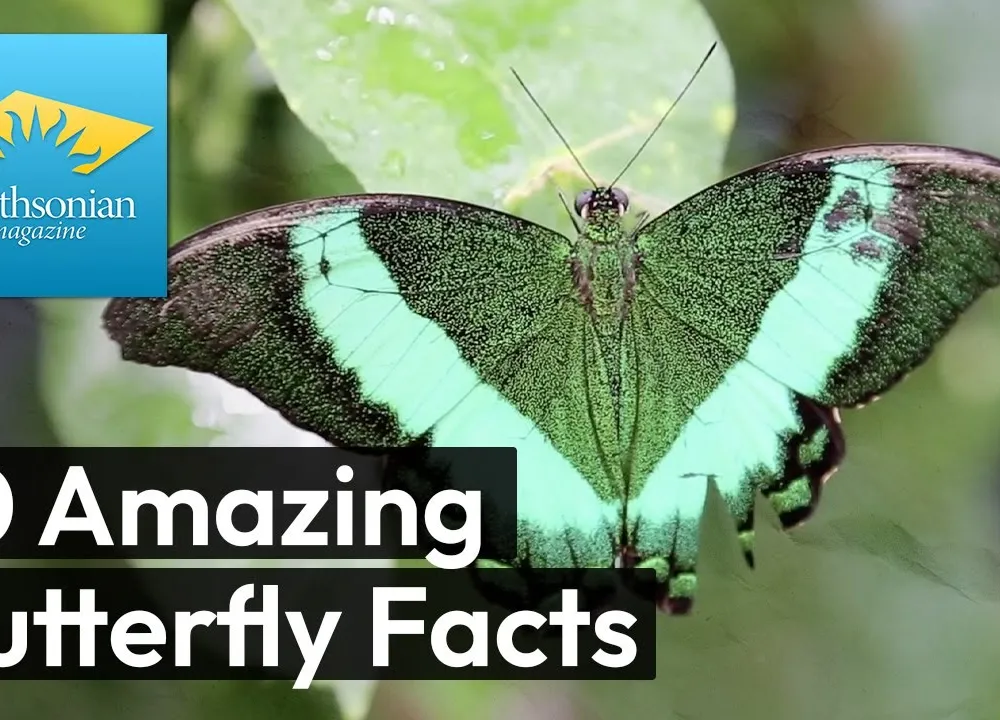 Preview thumbnail for video '10 Enchanting Butterfly Facts Revealed!