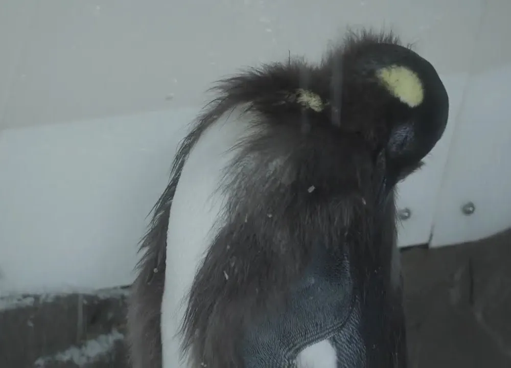 Preview thumbnail for video 'Pesto the Enormous, Viral King Penguin Molts His Baby Feathers