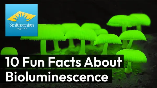 Preview thumbnail for 10 Fun Facts About Bioluminescence