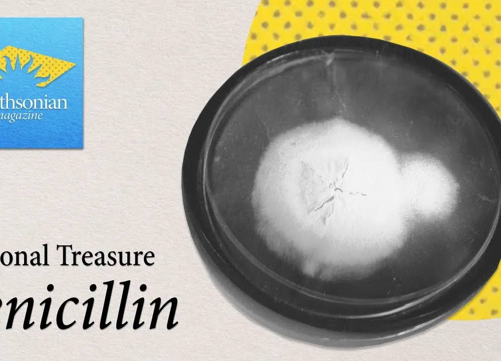 Preview thumbnail for video 'National Treasure: The Mold Behind the Miracle of Penicillin