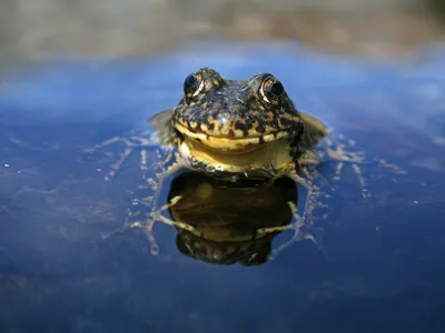 Sierra Nevada yellow-legged frogs are rebounding from near-extinction in California.