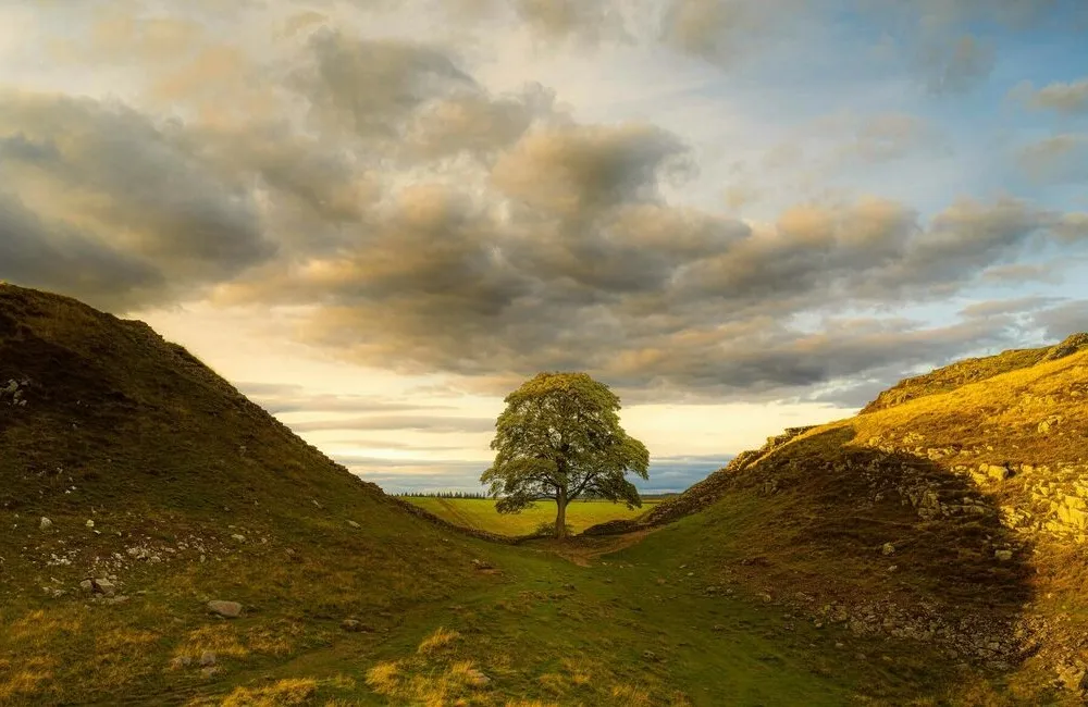 Sycamore Gap Tree