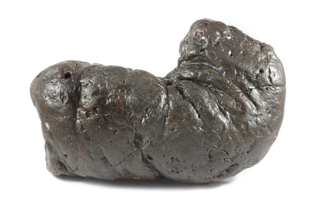 Piece of fossilized poop against a white backdrop