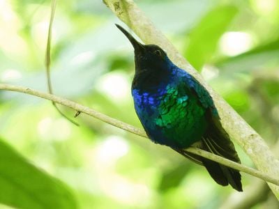 The Santa Marta sabrewing, a highly elusive bird, showed itself in 2022, in Colombia, giving hope to conservationists.