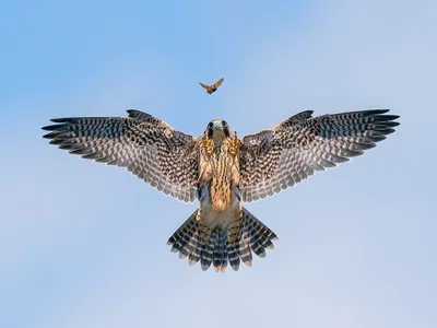 A fledgling peregrine falcon practices hunting with a butterfly.