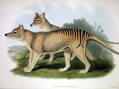 Researchers are trying to &quot;bring back&quot; the thylacine, or Tasmanian tiger, a species that has not been officially recorded since 1936.