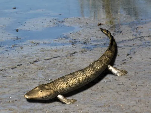 Life reconstruction of Tiktaalik roseae