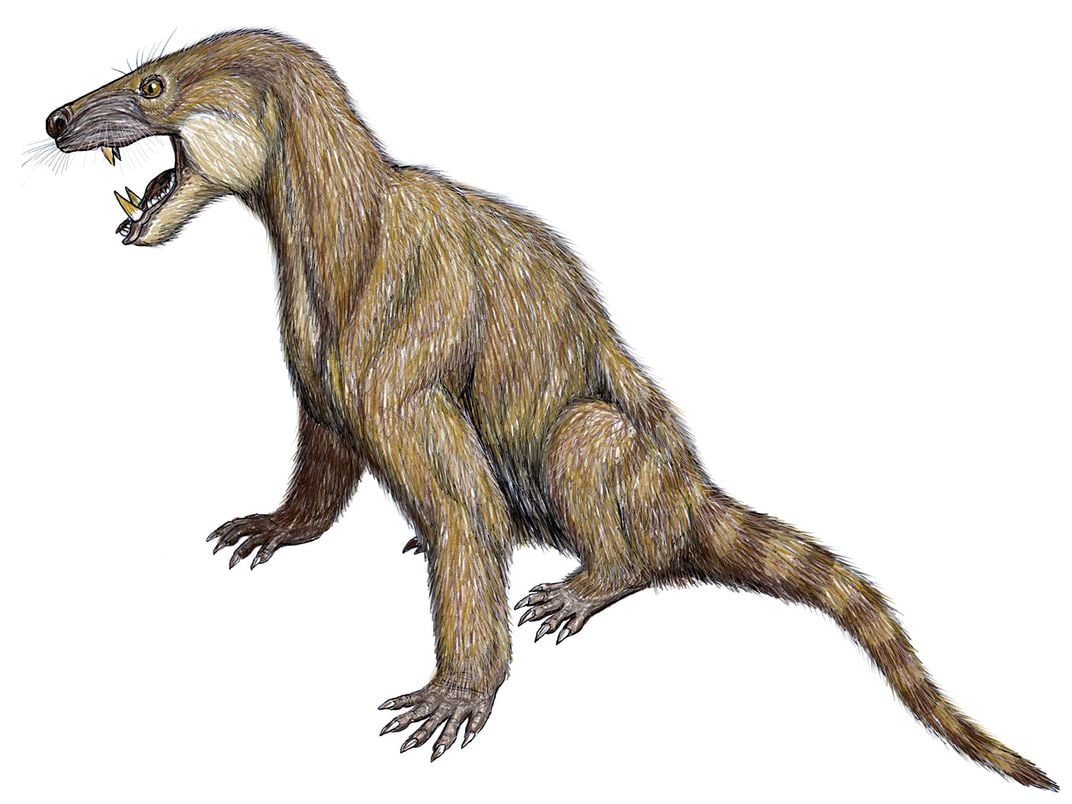 Trucidocynodon