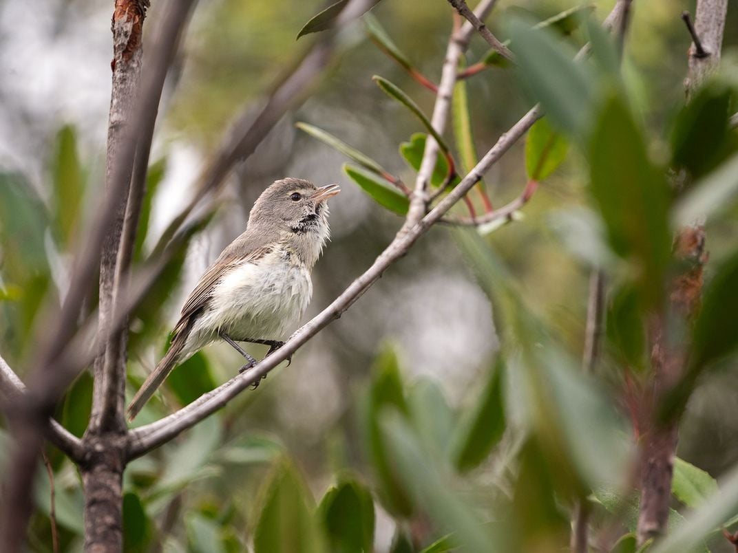 Least Bell’s Vireo