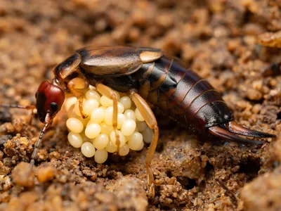 An earwig with eggs