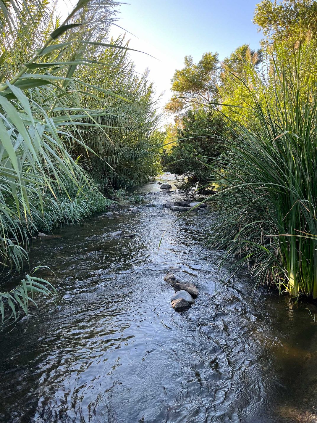 Naturalized Section of Los Angeles River