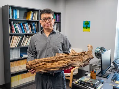 Ning Zeng and other researchers discovered this 3,775-year-old preserved log while conducting a wood vaulting pilot project in Quebec, Canada.