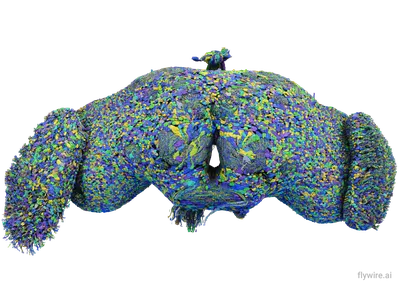 Researchers mapped all 139,255 neurons in the brain of an adult fruit fly, which are linked by more than 50 million synapses.