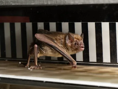 Vampire bats are the only mammals that feed solely on blood.