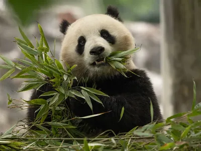 Qing Bao, a 3-year-old female, is one of two giant pandas making the long journey from China to Washington, D.C.&nbsp;